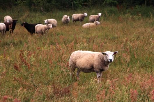 Swedish Sheep